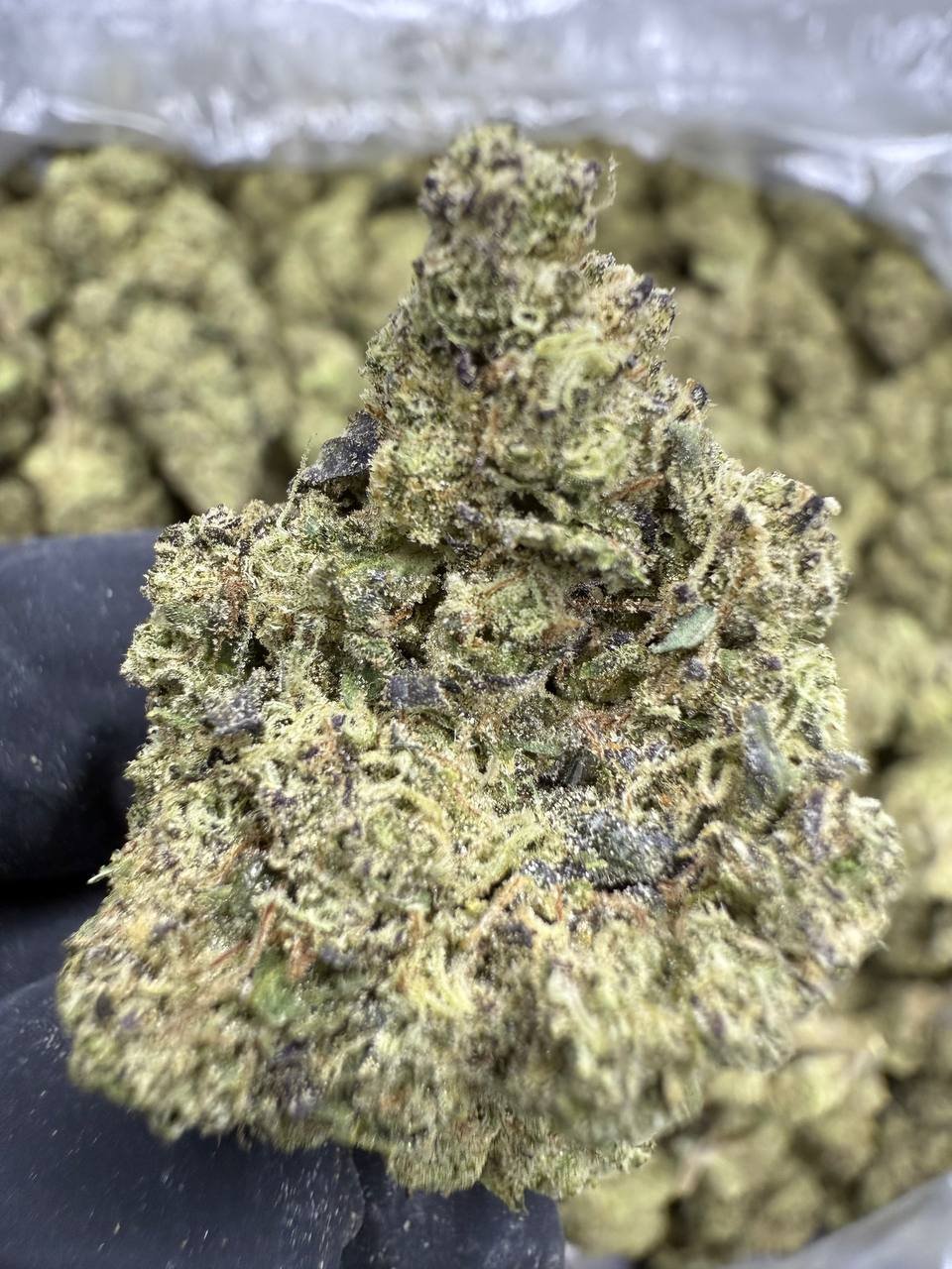 Gush Mintz – Bulk THCA Flower 1 Gush Mintz – Bulk THCA Flower