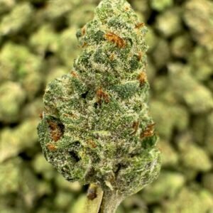 Gushers – Bulk THCA Flower (Greenhouse Pounds)