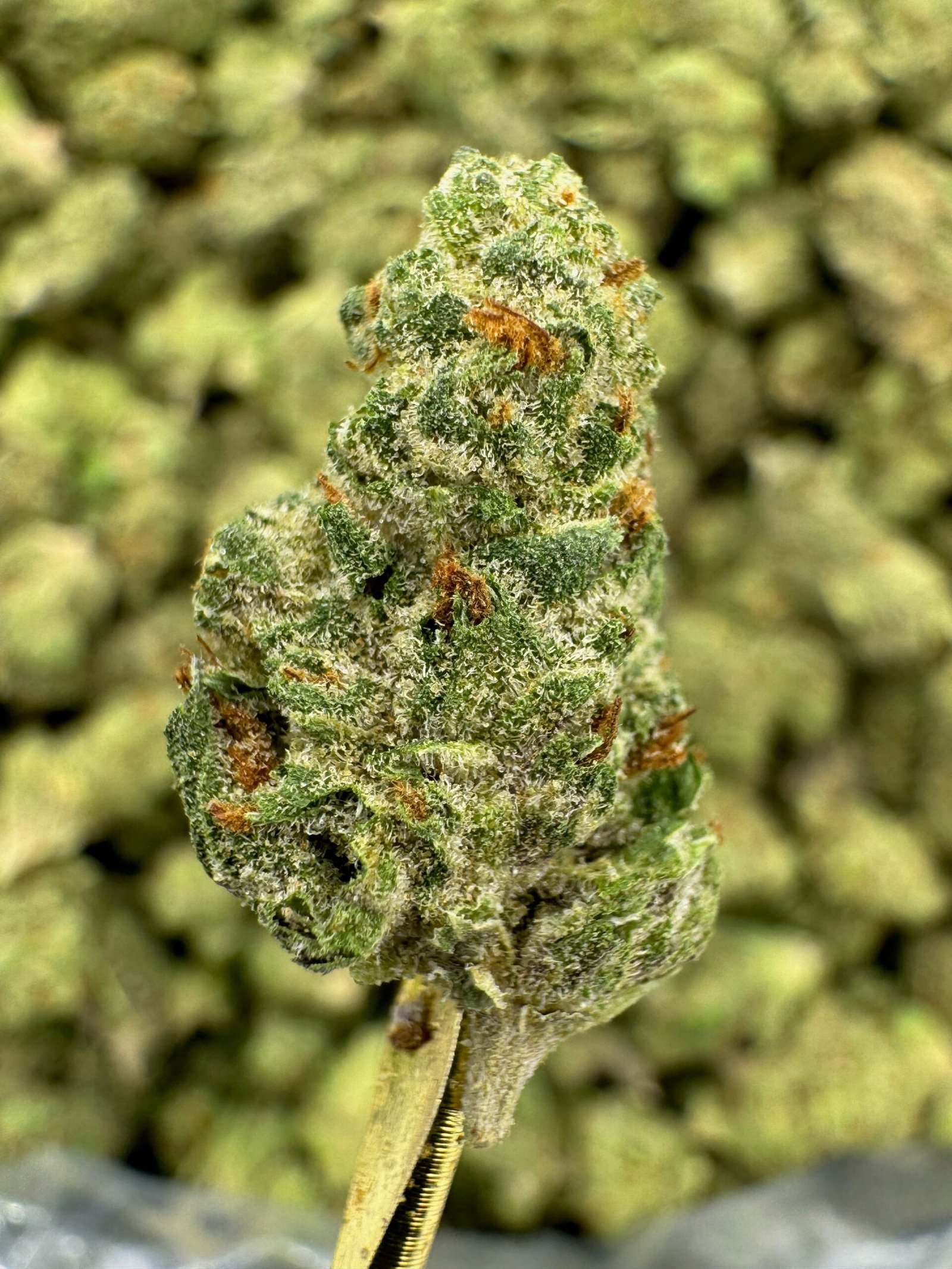 Gushers – Bulk THCA Flower (Greenhouse Pounds) 1 Gushers – Bulk THCA Flower (Greenhouse Pounds)