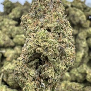 Hash Burger – Bulk THCA Flower (Indoor Pounds)