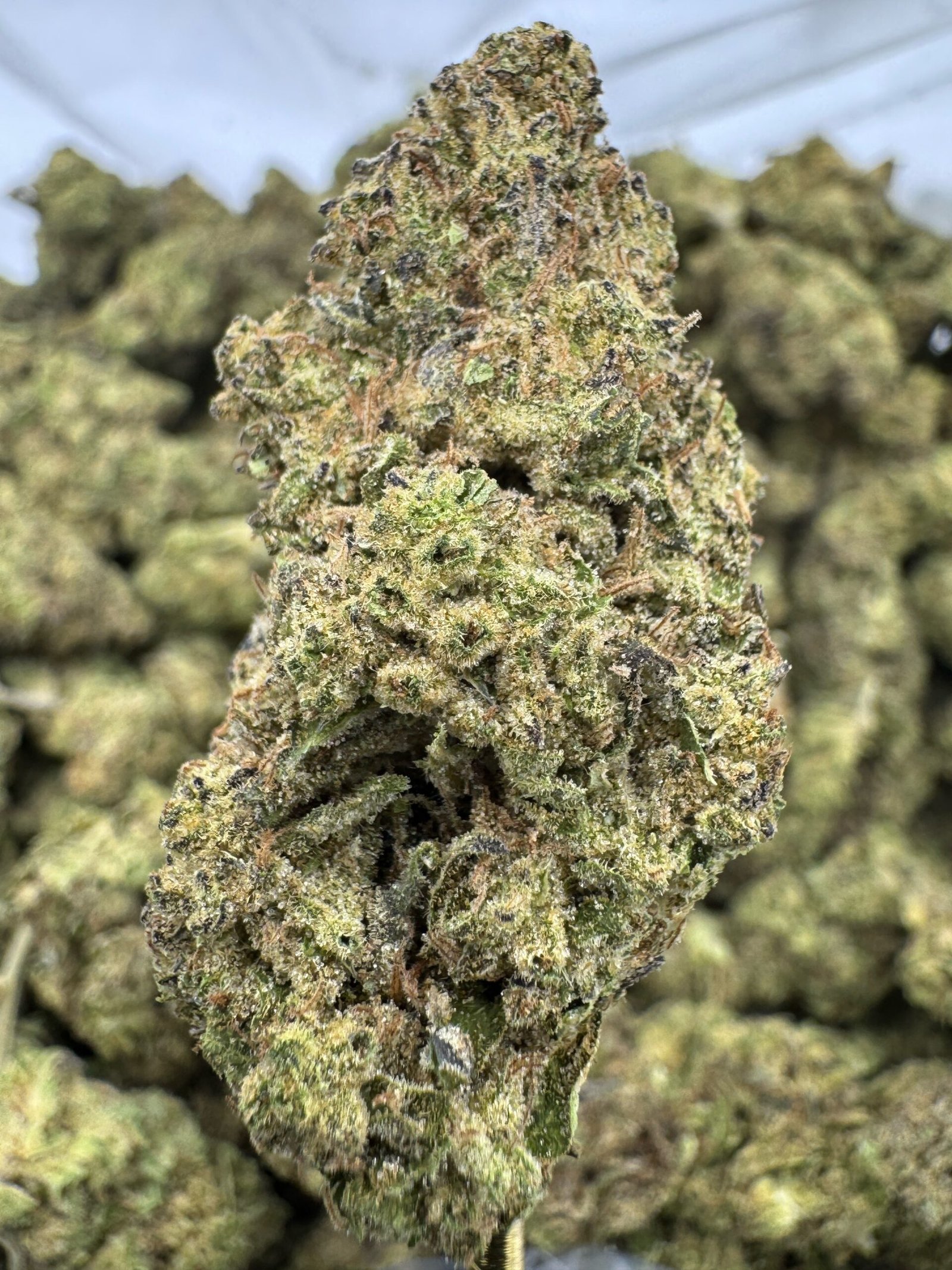 Hash Burger – Bulk THCA Flower (Indoor Pounds) 1 Hash Burger – Bulk THCA Flower (Indoor Pounds)