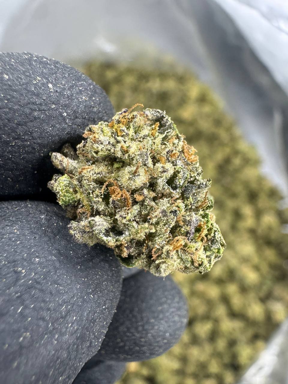 Hash Burger – Bulk THCA Flower (Greenhouse Pounds) 2 Hash Burger – Bulk THCA Flower (Greenhouse Pounds) - Image 2