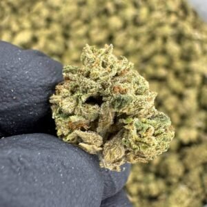 Headband – Bulk THCA Flower (Sungrown Pounds)