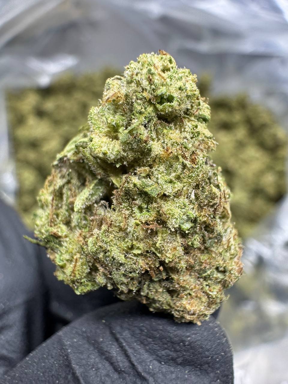 Hella Jelly – Bulk THCA Flower (Greenhouse Pounds) 1 Hella Jelly – Bulk THCA Flower (Greenhouse Pounds)