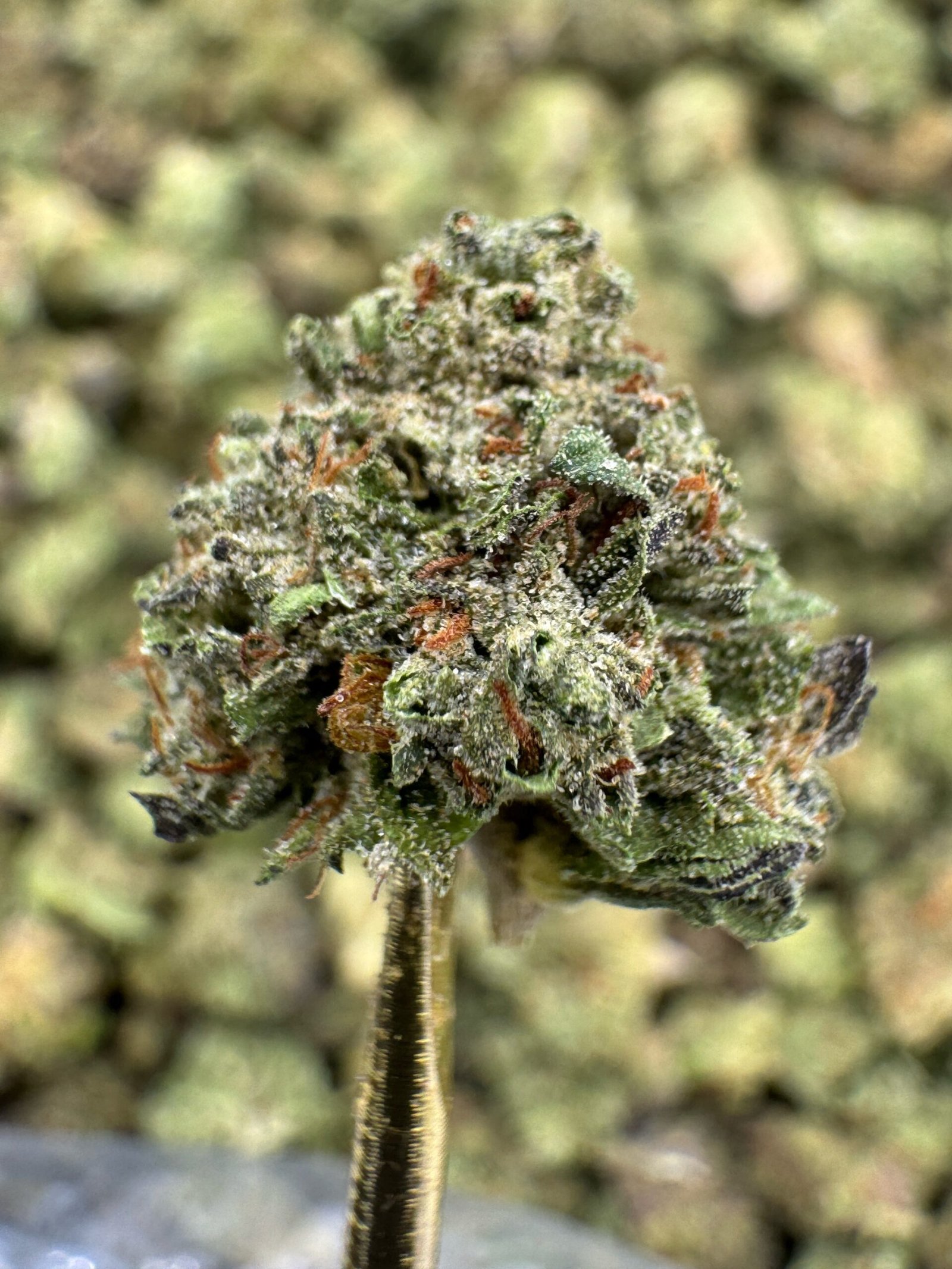 Insane Pound Cake – Bulk THCA Flower (Greenhouse Pounds) 1 Insane Pound Cake – Bulk THCA Flower (Greenhouse Pounds)