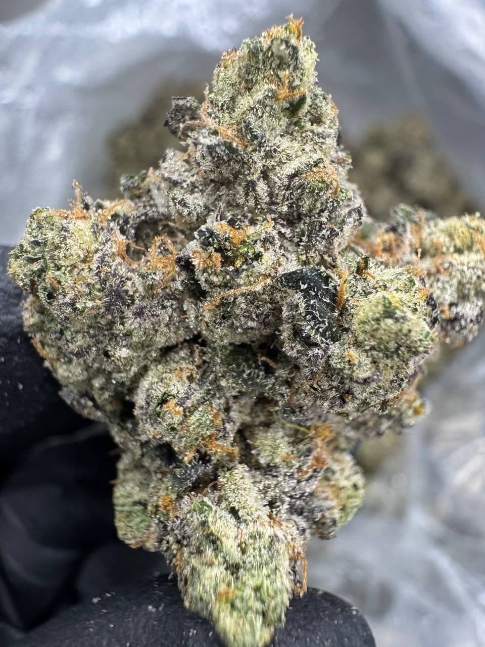La Runtz – Bulk THCA Flower (Indoor Pounds) 1 La Runtz – Bulk THCA Flower (Indoor Pounds)