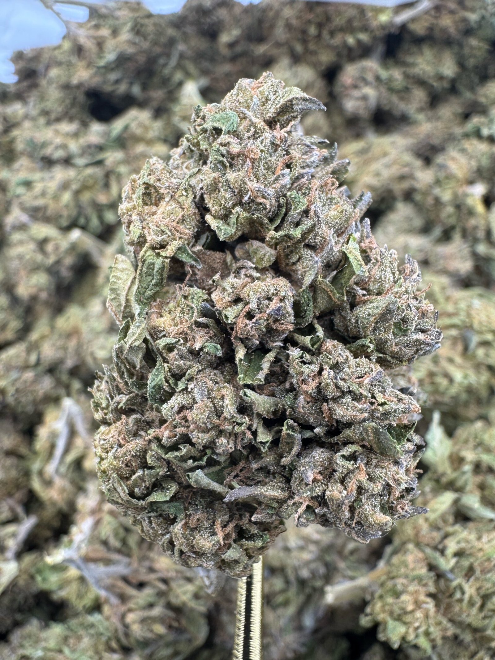 Lamb's Breath – Bulk THCA Flower (Sungrown Pounds) 1 Lamb's Breath – Bulk THCA Flower (Sungrown Pounds)
