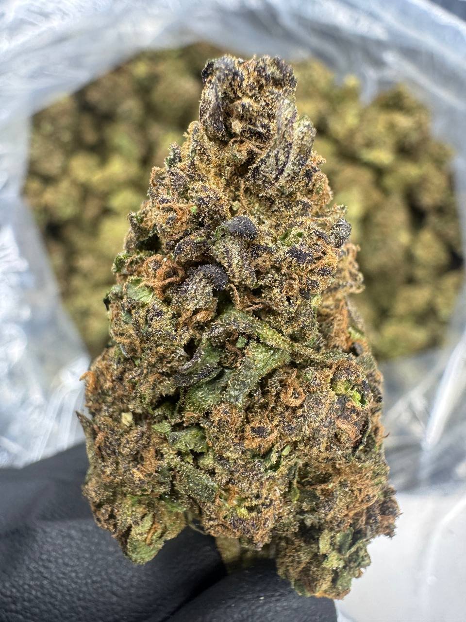 Legend Orange Apricot – Bulk THCA Flower (Sungrown Pounds) 1 Legend Orange Apricot – Bulk THCA Flower (Sungrown Pounds)