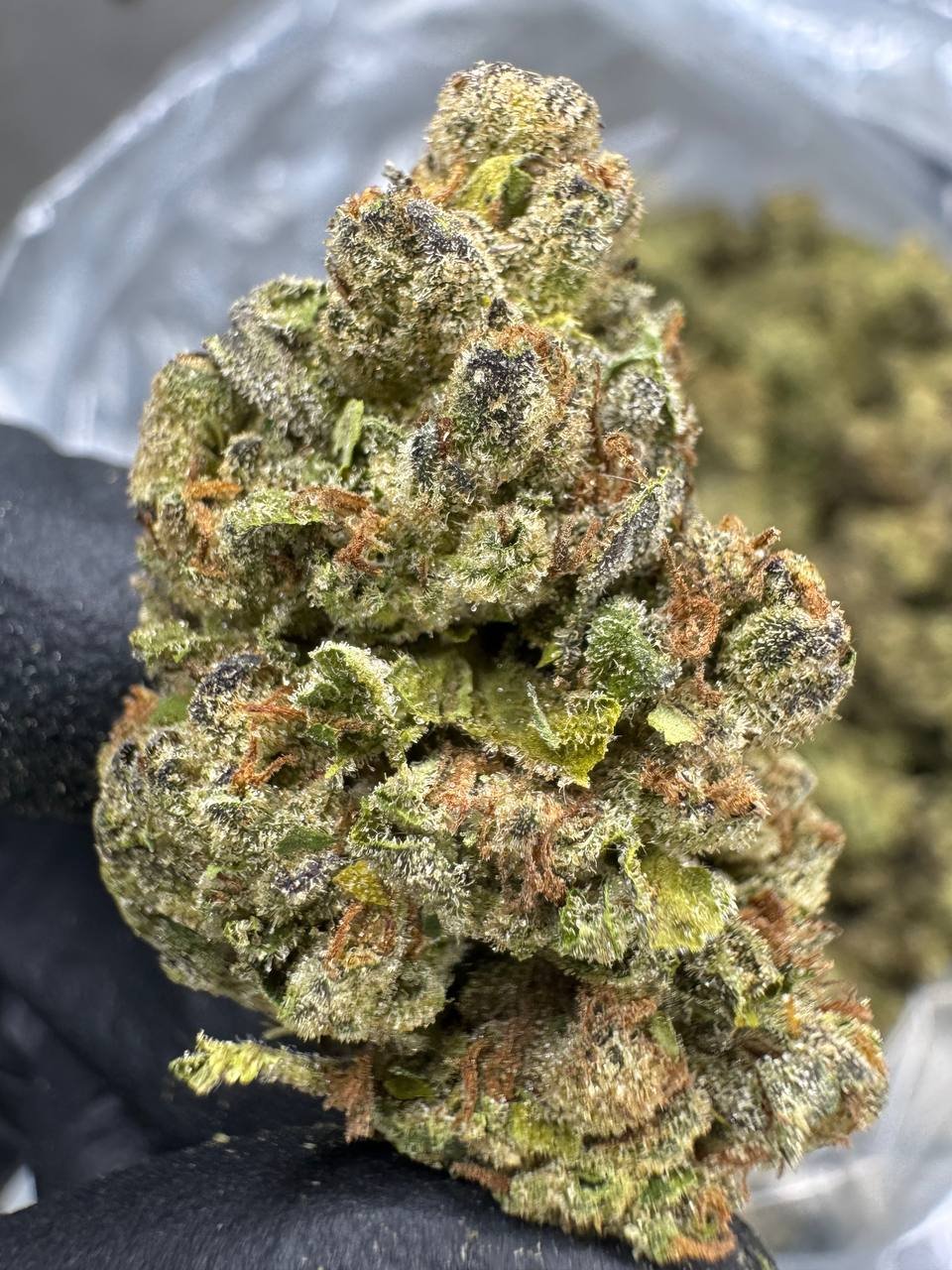 Lemon Cherry Gelato – Bulk THCA Flower (Sungrown Pounds) 1 Lemon Cherry Gelato – Bulk THCA Flower (Sungrown Pounds)