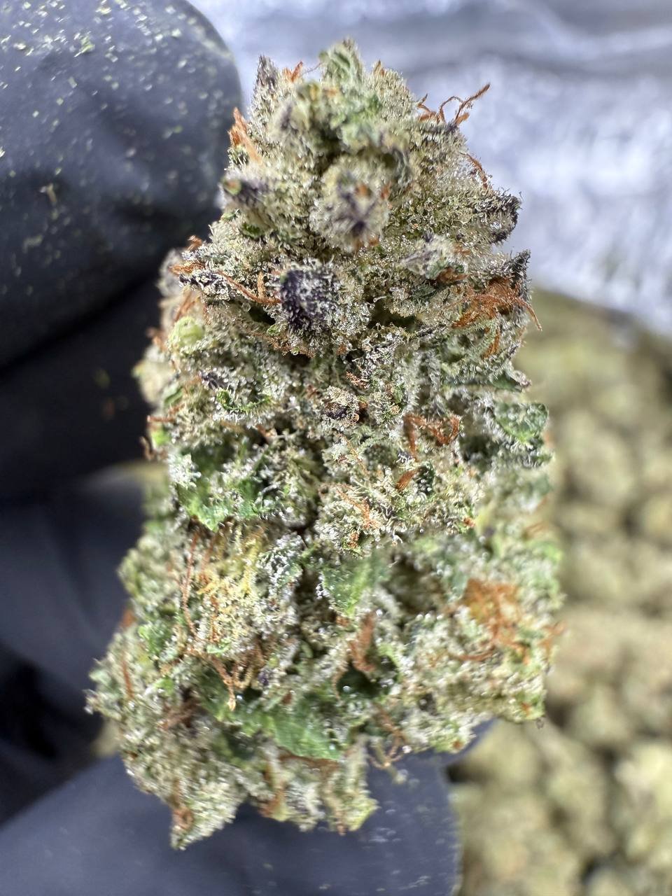 Lemon Cherry Gelato – Bulk THCA Flower (Greenhouse Pounds) 1 Lemon Cherry Gelato – Bulk THCA Flower (Greenhouse Pounds)