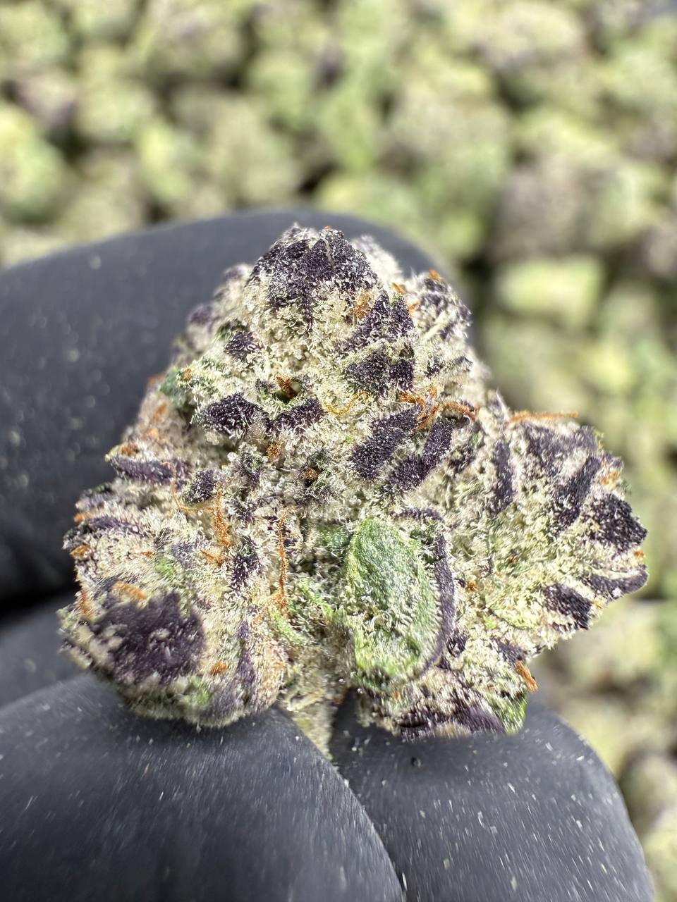 Lemon Cherry Runtz – Bulk THCA Flower (Indoor Pounds) 1 Lemon Cherry Runtz – Bulk THCA Flower (Indoor Pounds)