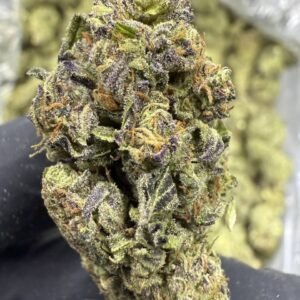 Lobster Butter – Bulk THCA Flower (Greenhouse Pounds)