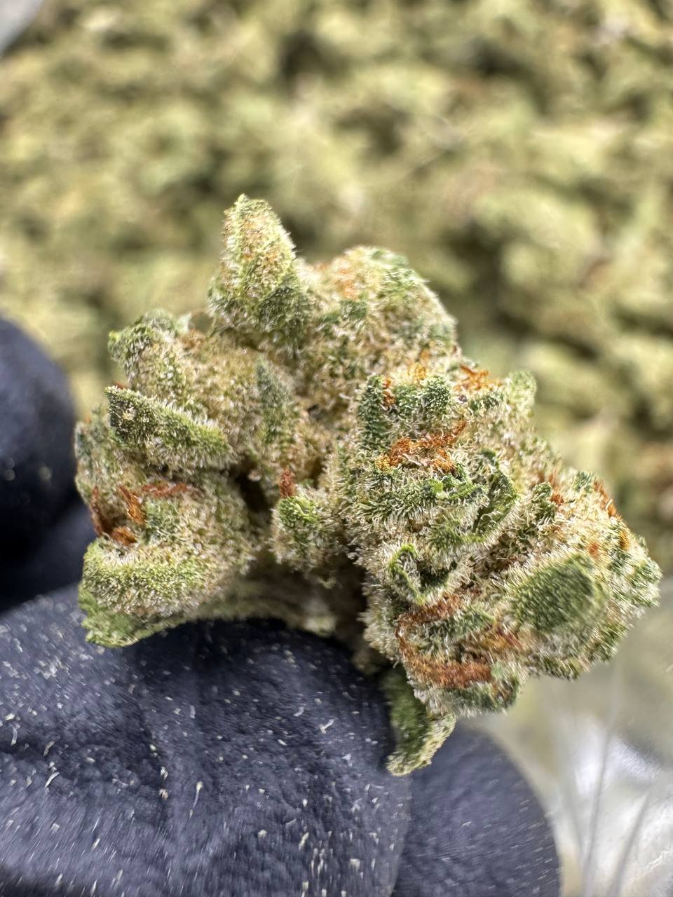 London Pound Cake – Bulk THCA Flower (Greenhouse Pounds) 1 London Pound Cake – Bulk THCA Flower (Greenhouse Pounds)