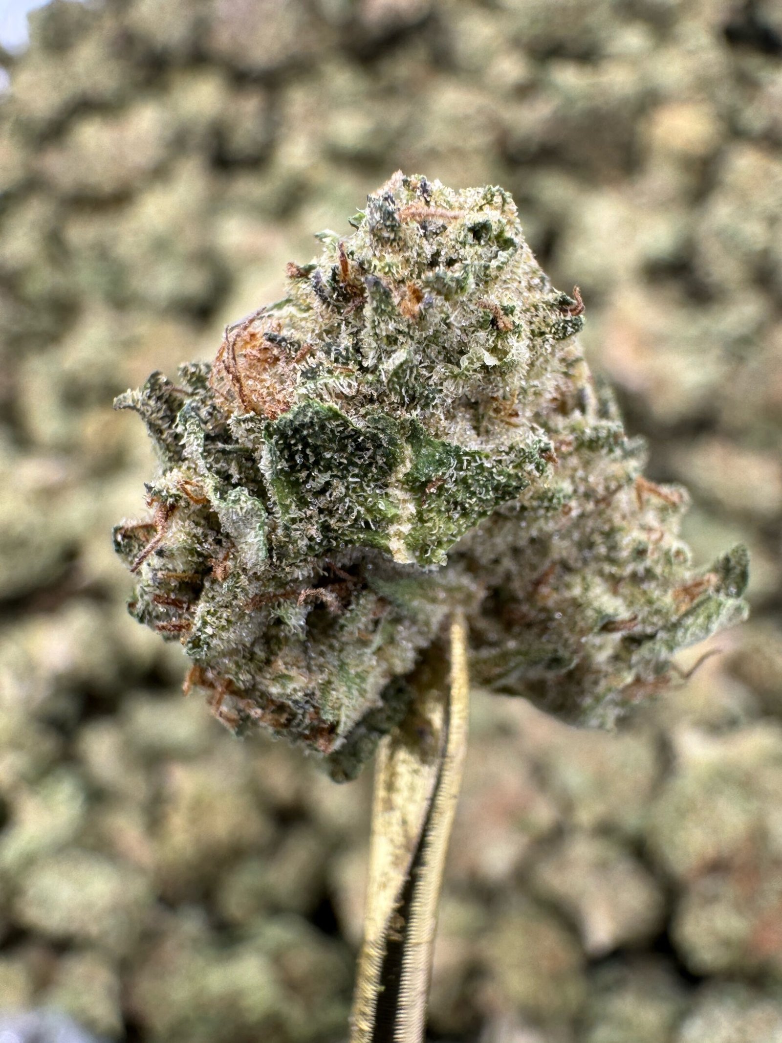 MAC – Bulk THCA Flower (Greenhouse Pounds) 1 MAC – Bulk THCA Flower (Greenhouse Pounds)