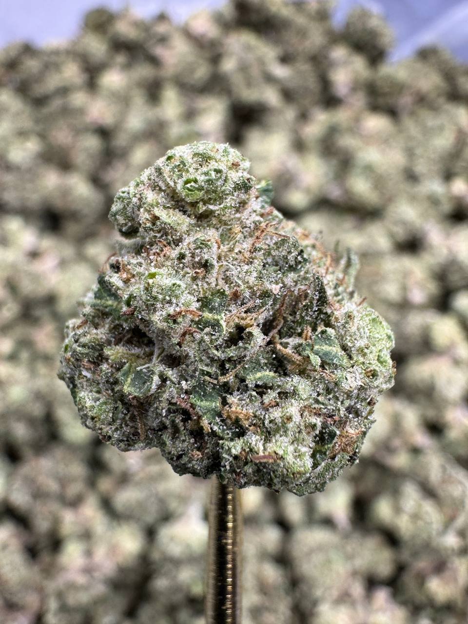 Magic Marker – Bulk THCA Flower (Greenhouse Pounds) 2 Magic Marker – Bulk THCA Flower (Greenhouse Pounds) - Image 2