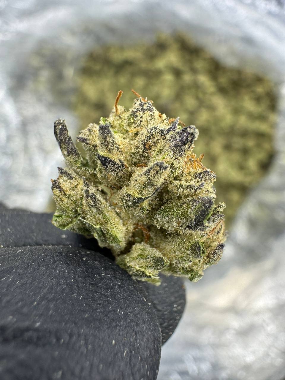 Mint Tao – Bulk THCA Flower (Greenhouse Pounds) 2 Mint Tao – Bulk THCA Flower (Greenhouse Pounds) - Image 2