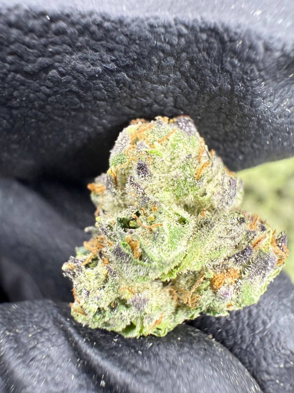 Mochi – Bulk THCA Flower (Indoor Pounds) 1 Mochi – Bulk THCA Flower (Indoor Pounds)