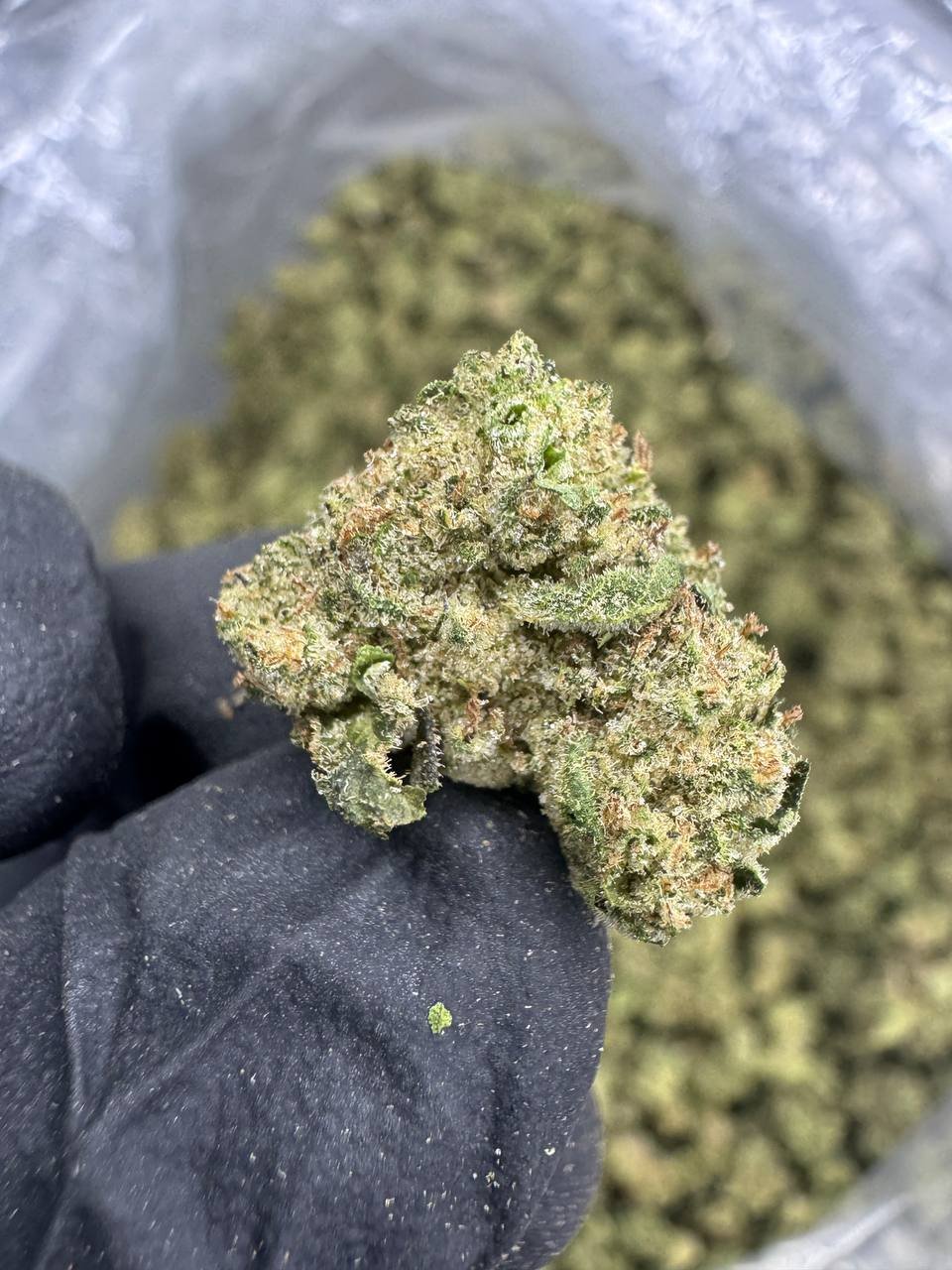 Mochi – Bulk THCA Flower (Greenhouse Pounds) 1 Mochi – Bulk THCA Flower (Greenhouse Pounds)