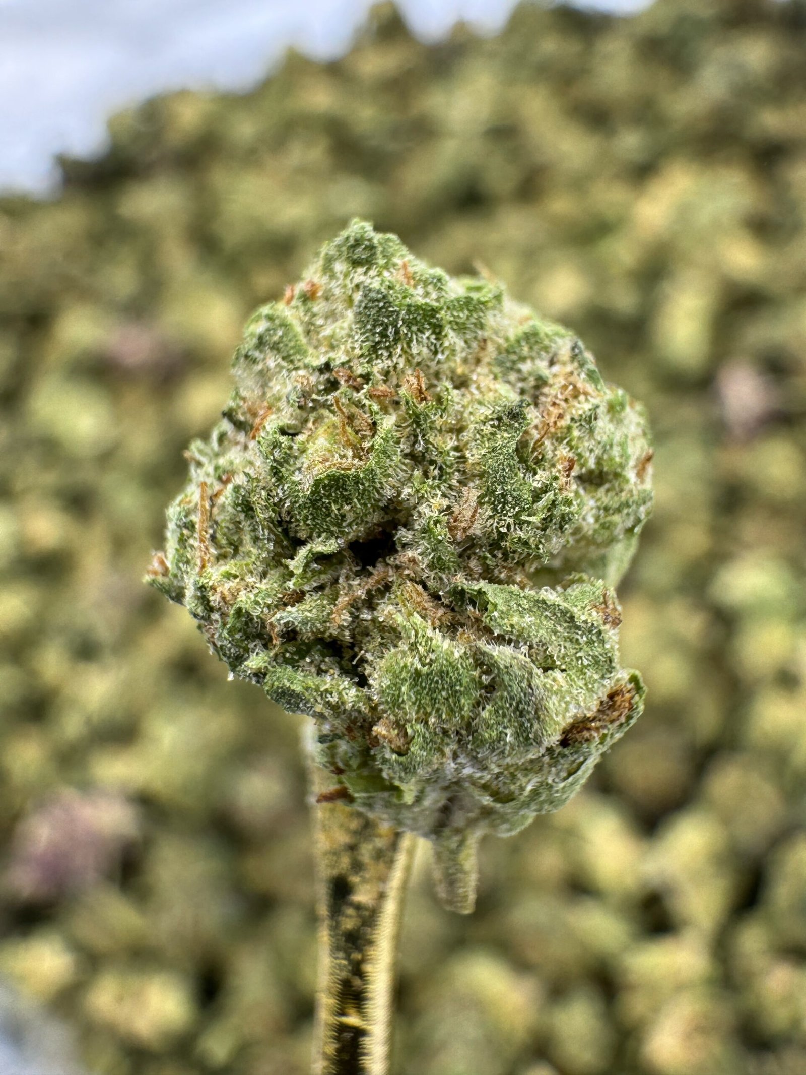Mule Fuel – Bulk THCA Flower (Greenhouse Pounds) 1 Mule Fuel – Bulk THCA Flower (Greenhouse Pounds)