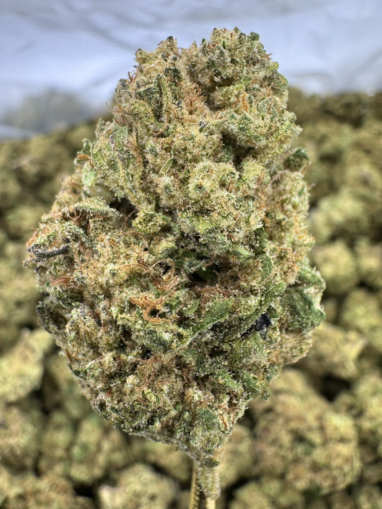 Permanent Marker – Bulk THCA Flower (Greenhouse Pounds) 1 Permanent Marker – Bulk THCA Flower (Greenhouse Pounds)