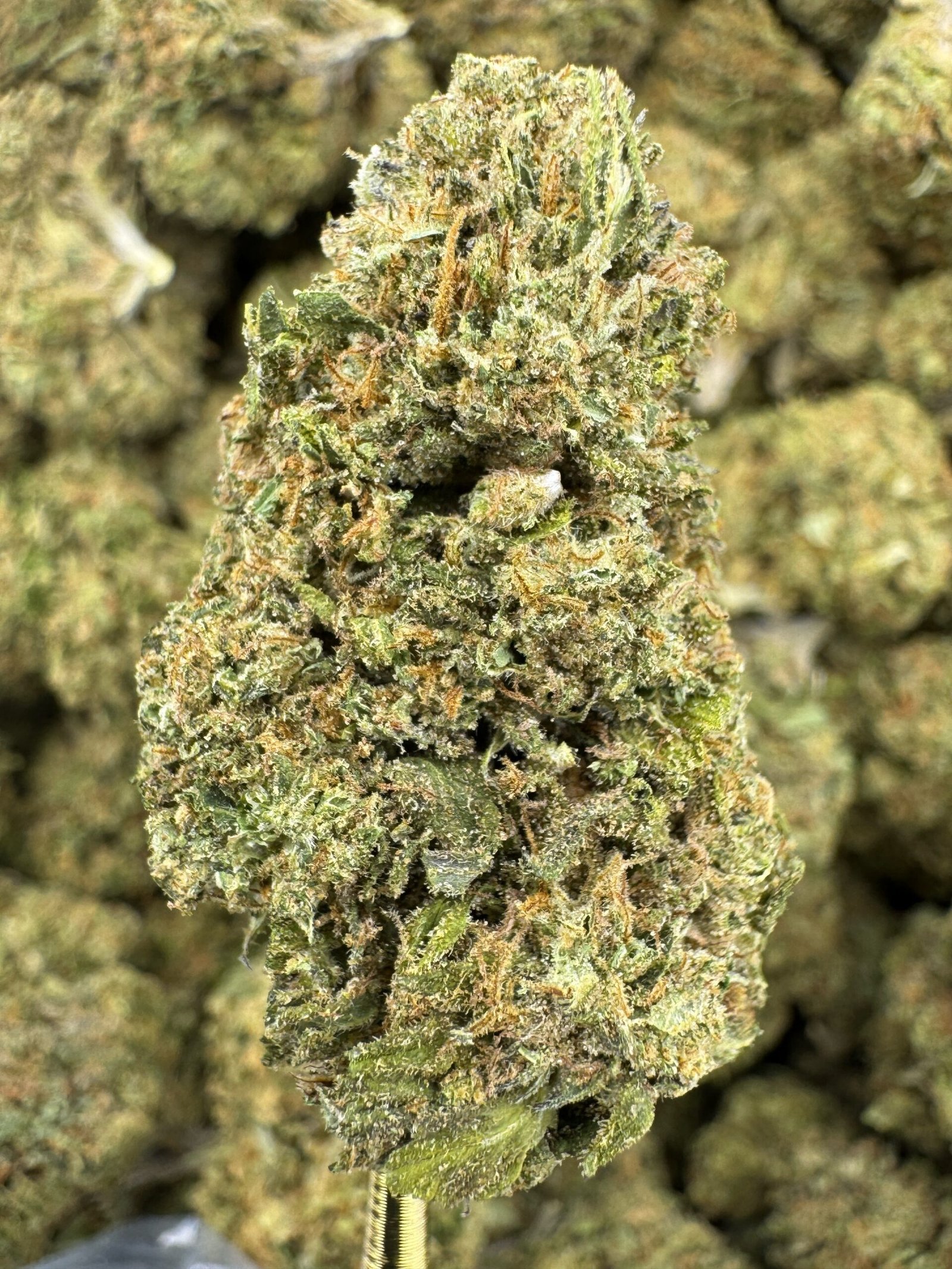 Pink Runtz – Bulk THCA Flower (Greenhouse Pounds) 1 Pink Runtz – Bulk THCA Flower (Greenhouse Pounds)