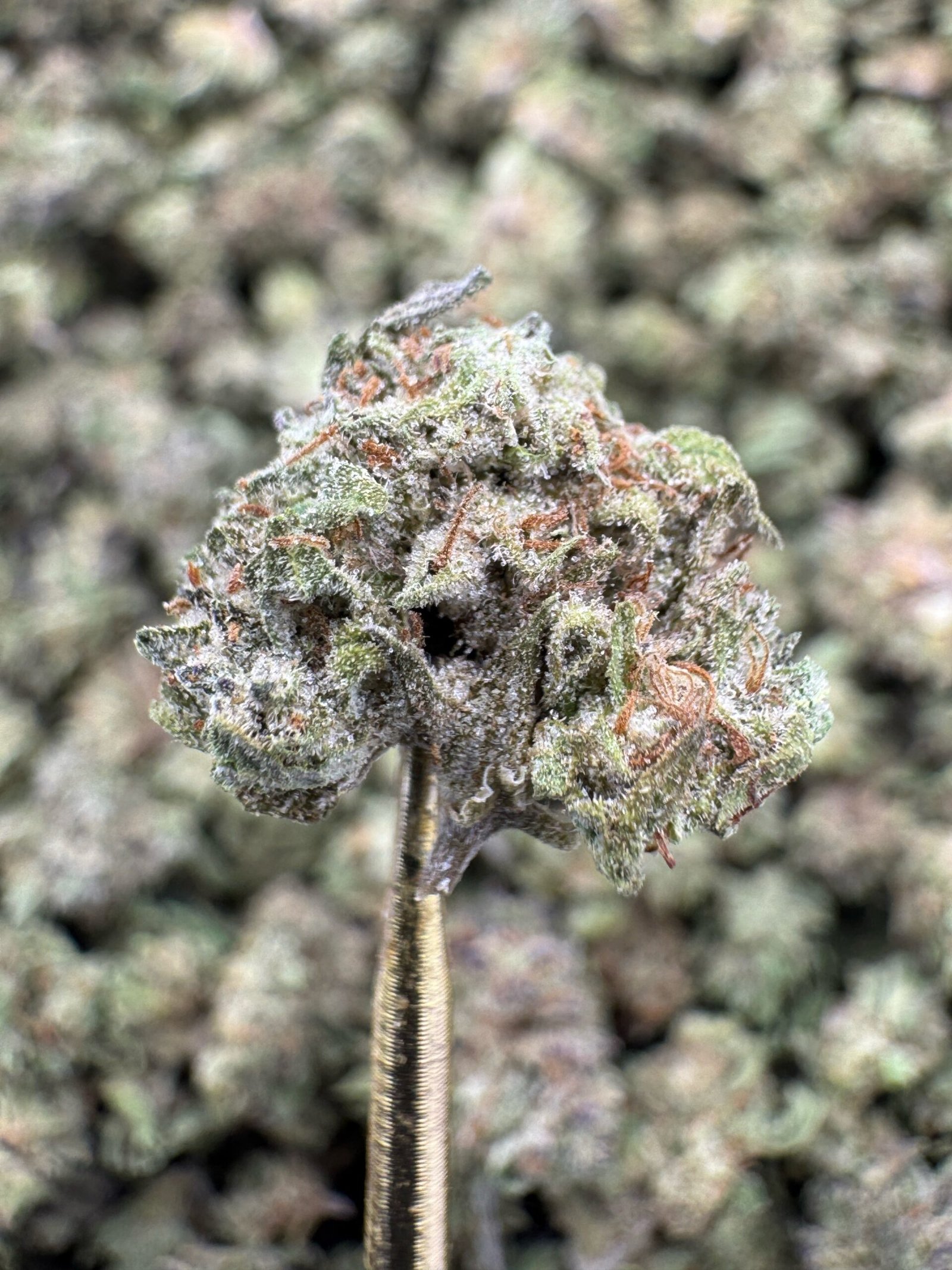 Pink Runtz – Bulk THCA Flower (Greenhouse Pounds) 1 Pink Runtz – Bulk THCA Flower (Greenhouse Pounds)