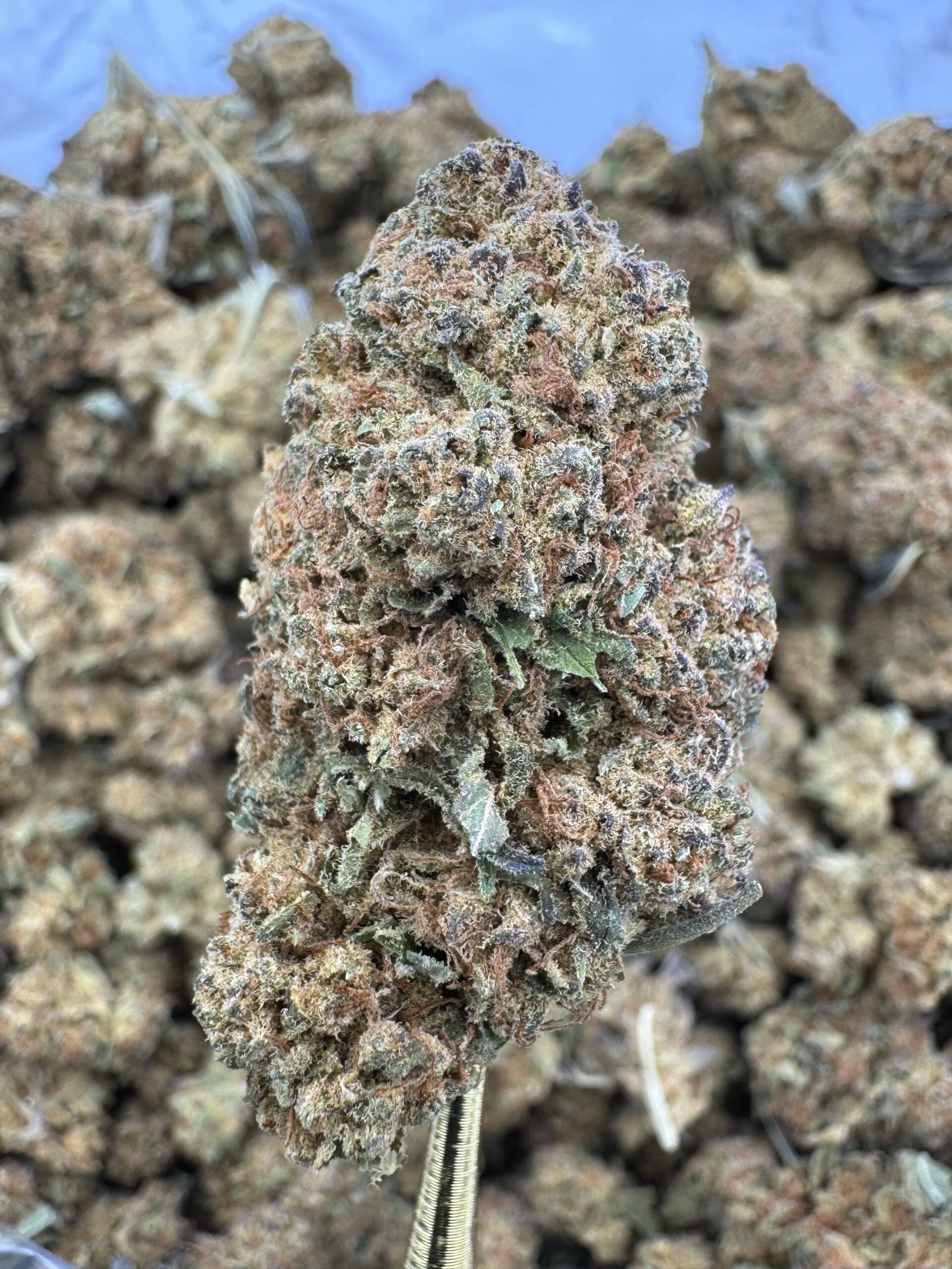 Punch Breath – Bulk THCA Flower (Sungrown Pounds) 1 Punch Breath – Bulk THCA Flower (Sungrown Pounds)