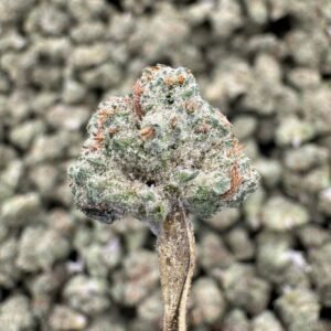 Purple Punch – Bulk THCA Flower (Greenhouse Pounds)