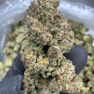 Purple Punch – Bulk THCA Flower (Greenhouse Pounds)