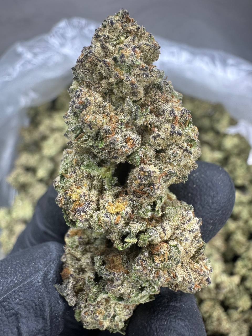 Purple Punch – Bulk THCA Flower (Greenhouse Pounds) 1 Purple Punch – Bulk THCA Flower (Greenhouse Pounds)