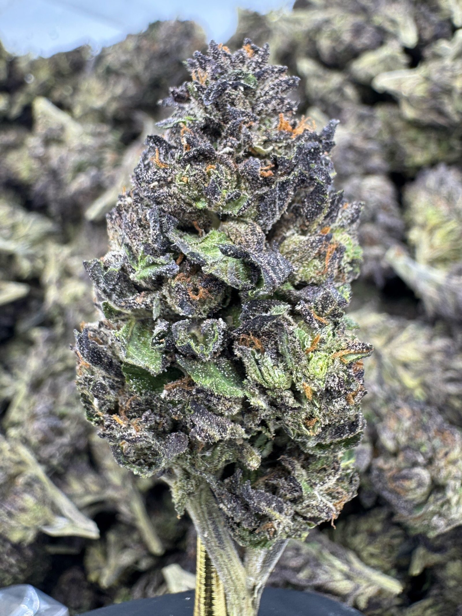 Rainbow Runtz – Bulk THCA Flower (Sungrown Pounds) 1 Rainbow Runtz – Bulk THCA Flower (Sungrown Pounds)