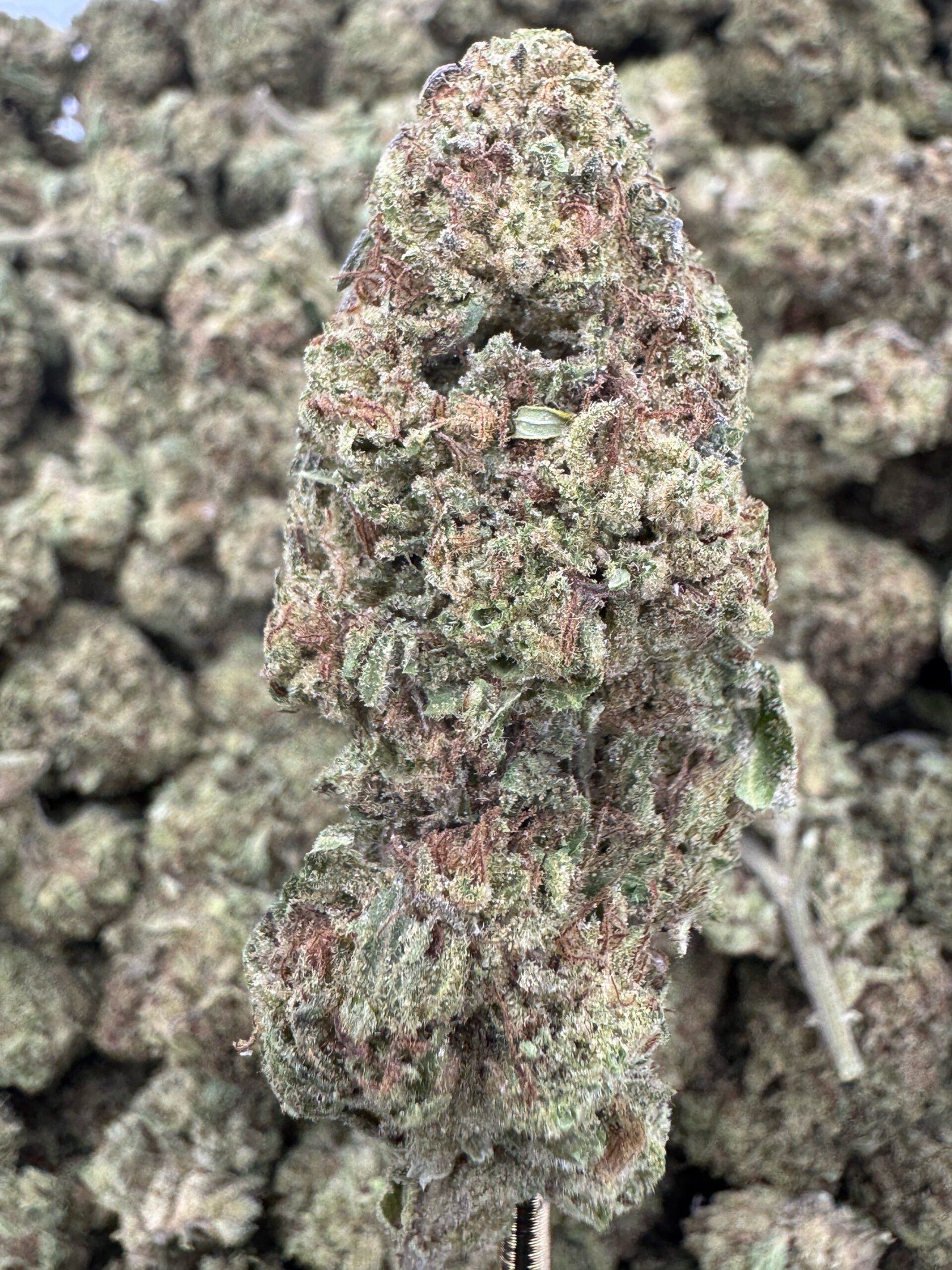 Runtz – Bulk THCA Flower (Greenhouse Pounds) 1 Runtz – Bulk THCA Flower (Greenhouse Pounds)