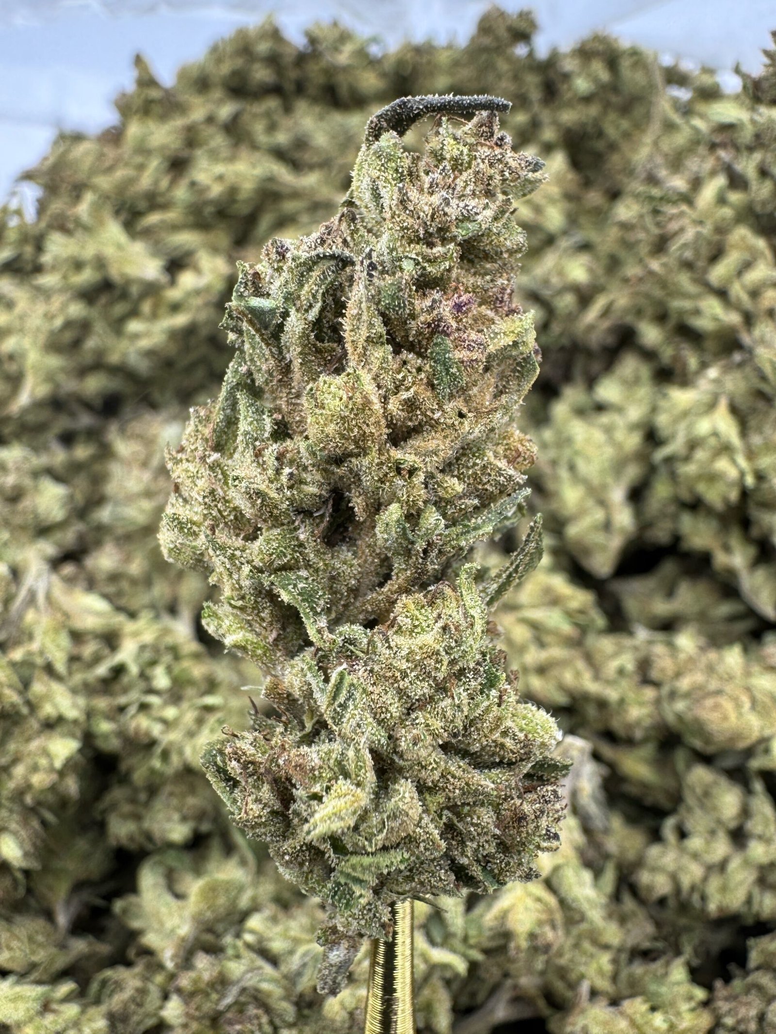 Silver Haze Kush – Bulk THCA Flower (Sungrown Pounds) 1 Silver Haze Kush – Bulk THCA Flower (Sungrown Pounds)