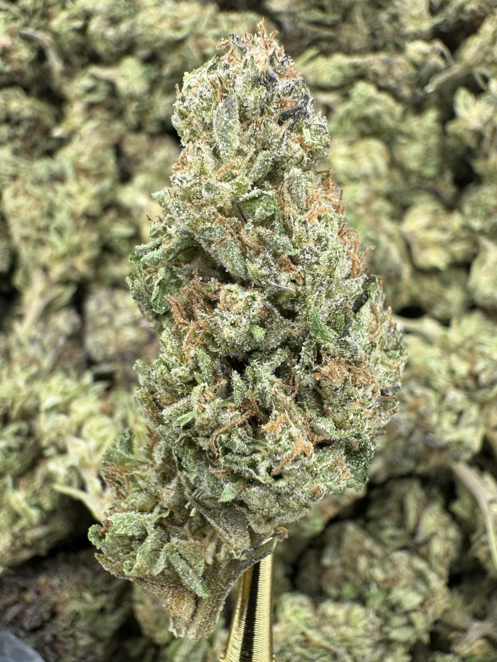 Slurricane X Grease Monkey – Bulk THCA Flower (Sungrown Pounds) 1 Slurricane X Grease Monkey – Bulk THCA Flower (Sungrown Pounds)