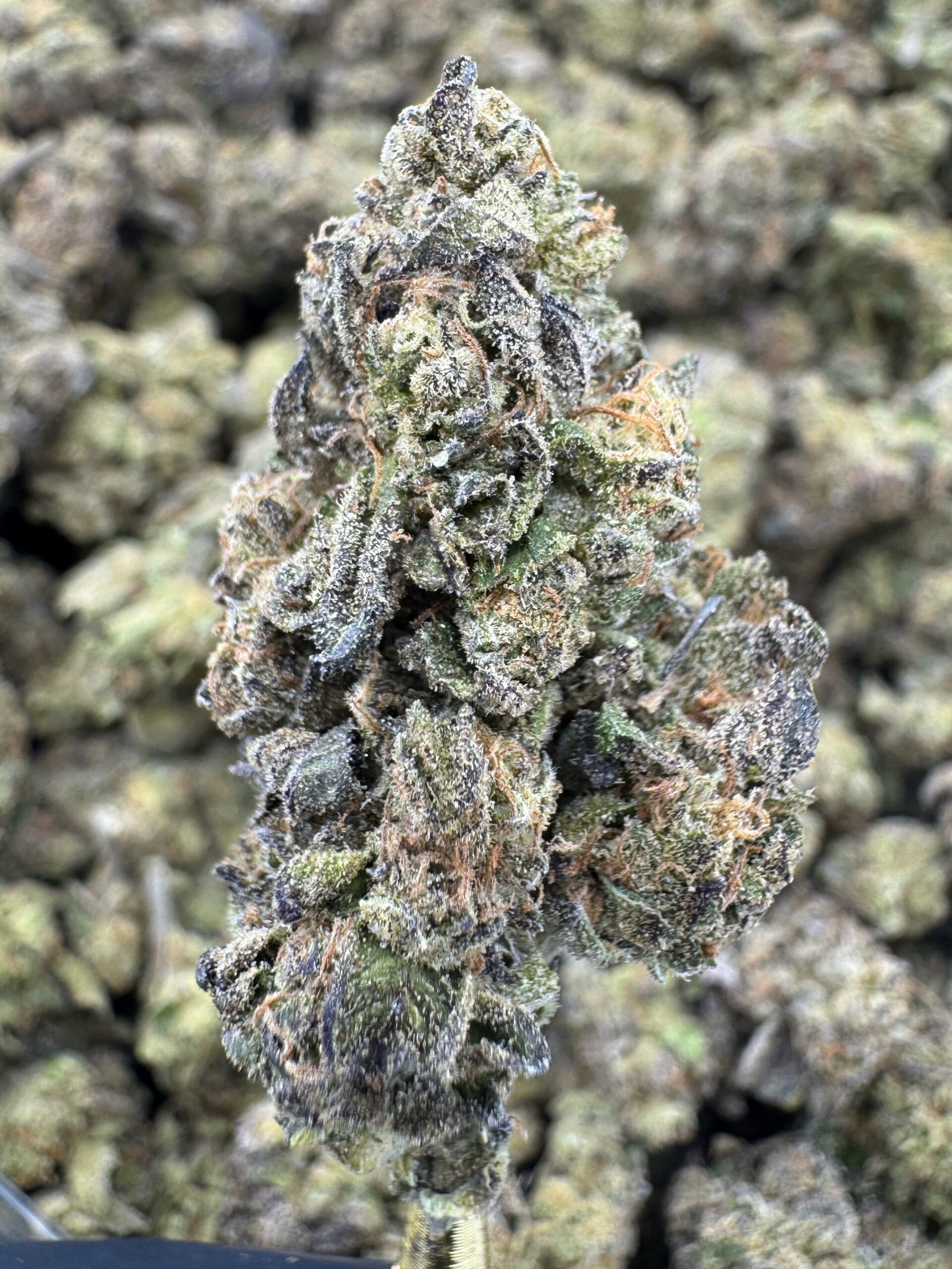 Sour Pez – Bulk THCA Flower (Sungrown Pounds) 1 Sour Pez – Bulk THCA Flower (Sungrown Pounds)