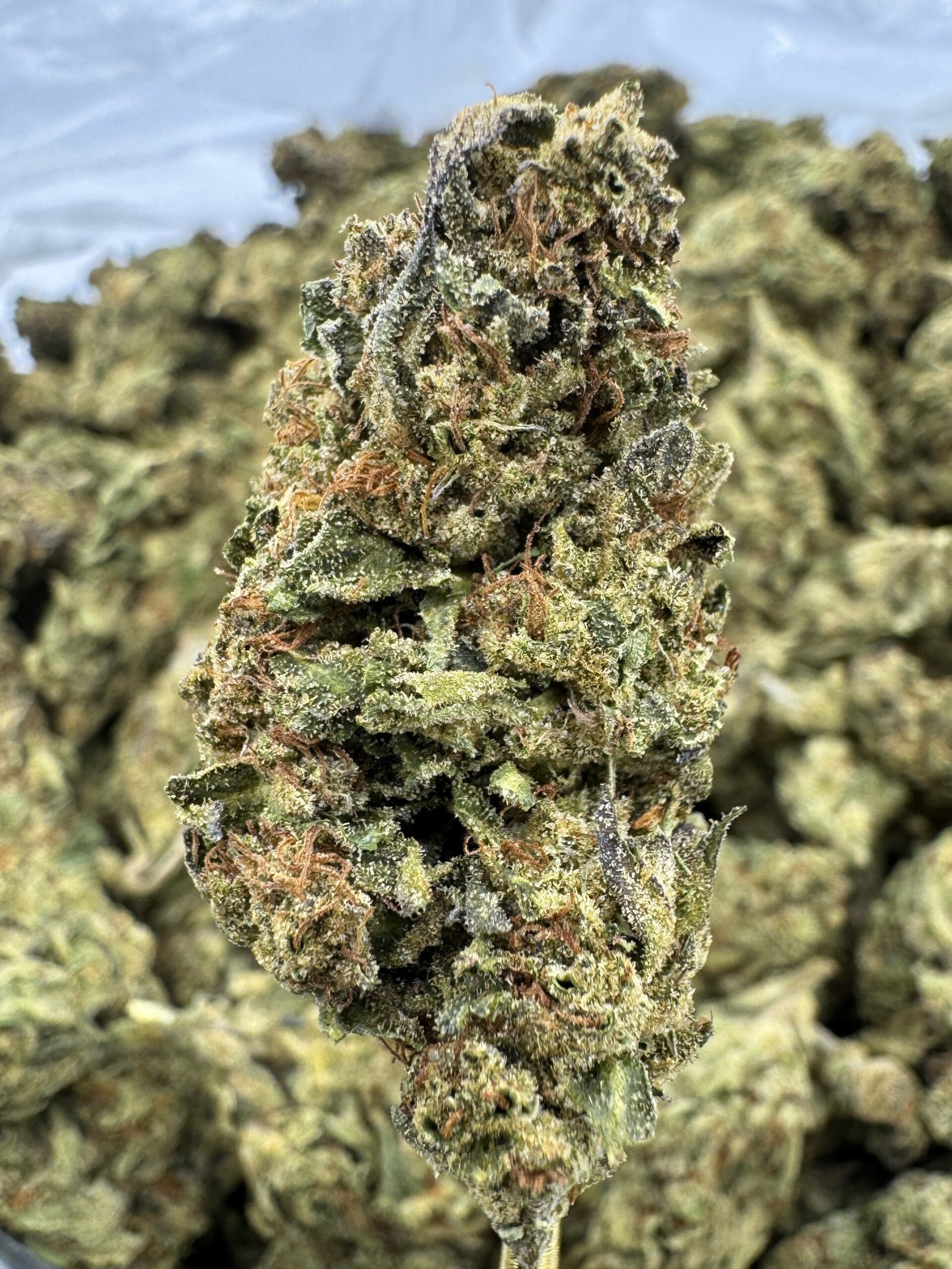 Strawberry Cough – Bulk THCA Flower (Sungrown Pounds) 1 Strawberry Cough – Bulk THCA Flower (Sungrown Pounds)