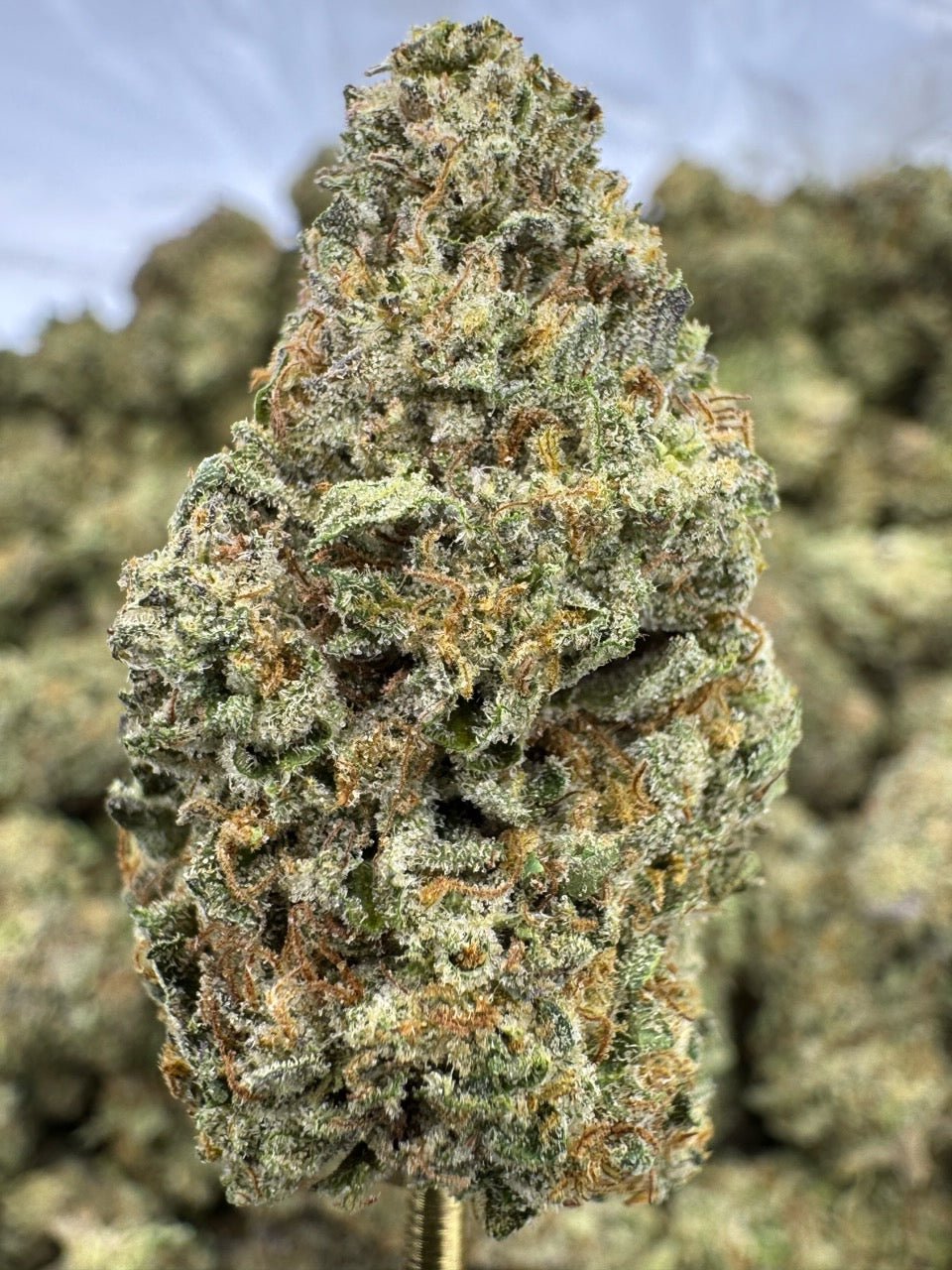 Sunset Sherbet – Bulk THCA Flower (Greenhouse Pounds) 1 Sunset Sherbet – Bulk THCA Flower (Greenhouse Pounds)