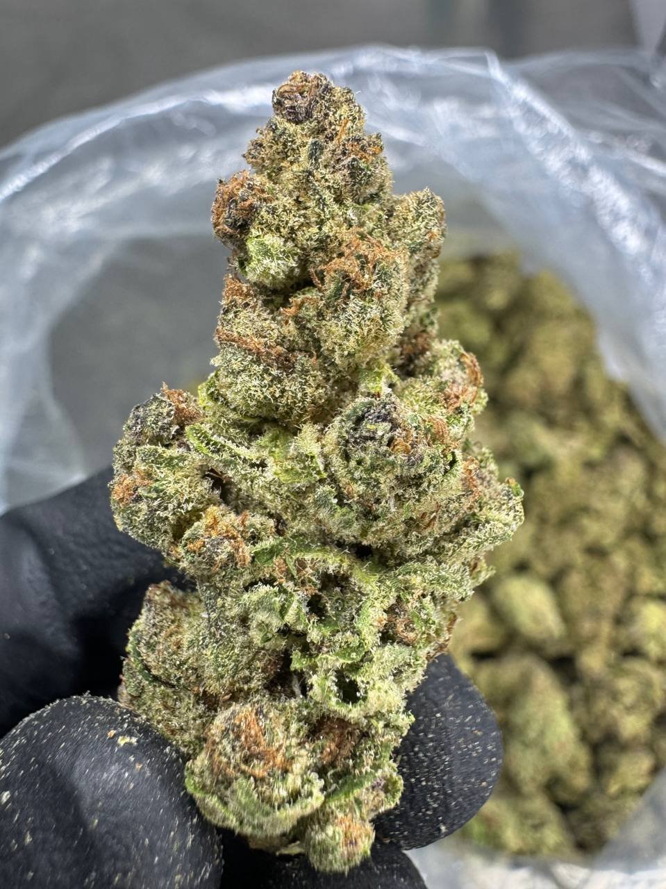 Super Boof – Bulk THCA Flower (Sungrown Pounds) 1 Super Boof – Bulk THCA Flower (Sungrown Pounds)