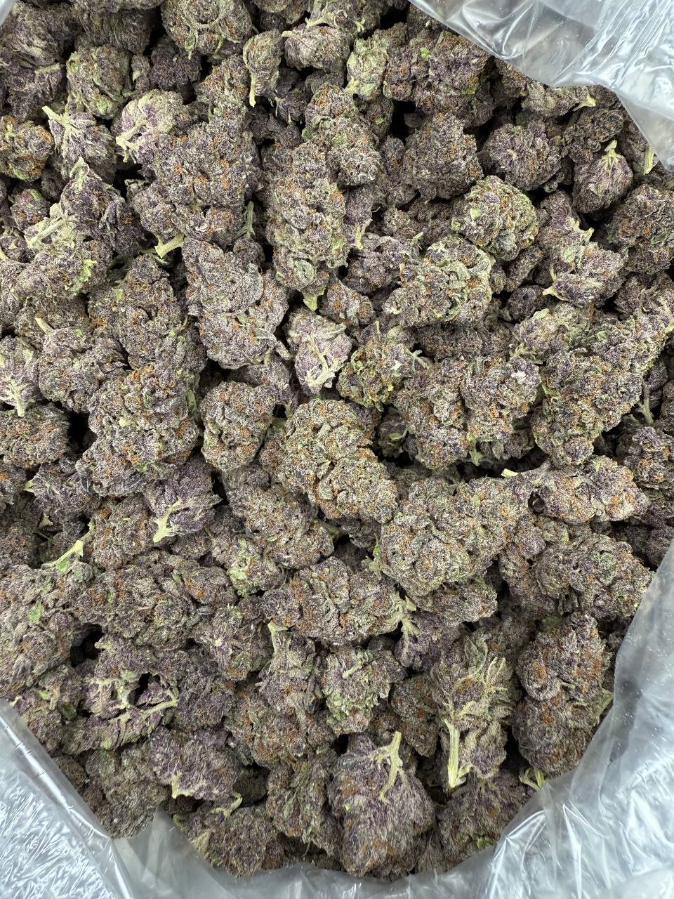 Tropicana Cookies – Bulk THCA Flower (Indoor Pounds) 1 Tropicana Cookies – Bulk THCA Flower (Indoor Pounds)