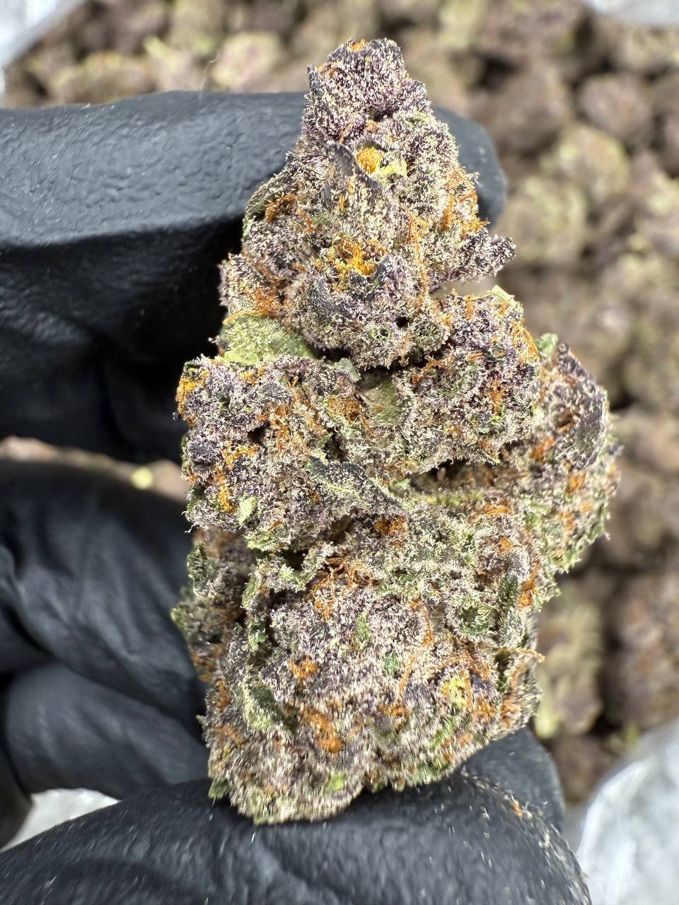 Tropicana Cookies – Bulk THCA Flower (Indoor Pounds) 2 Tropicana Cookies – Bulk THCA Flower (Indoor Pounds) - Image 2