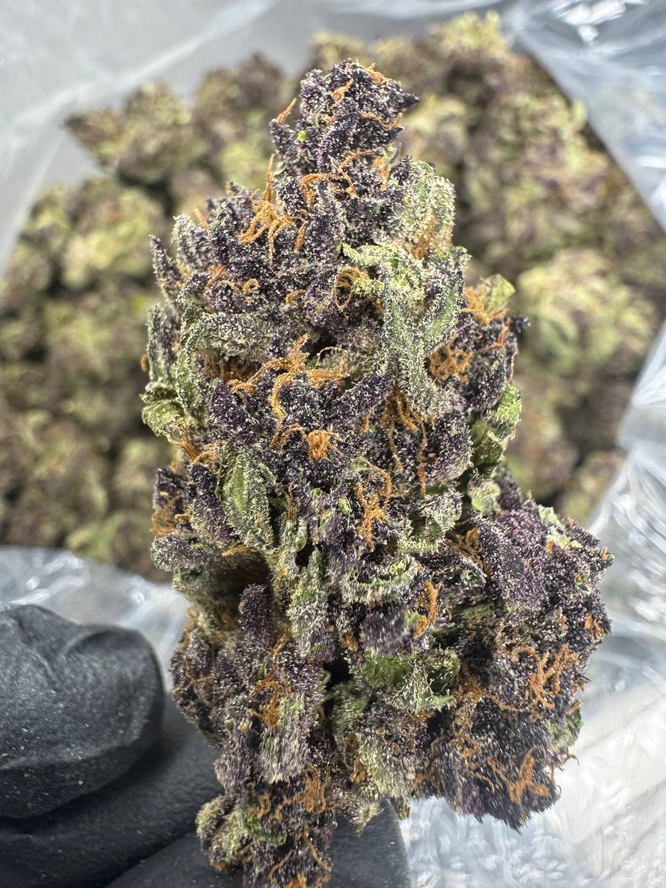 Tropicana Cherry – Bulk THCA Flower (Sungrown Pounds) 1 Tropicana Cherry – Bulk THCA Flower (Sungrown Pounds)