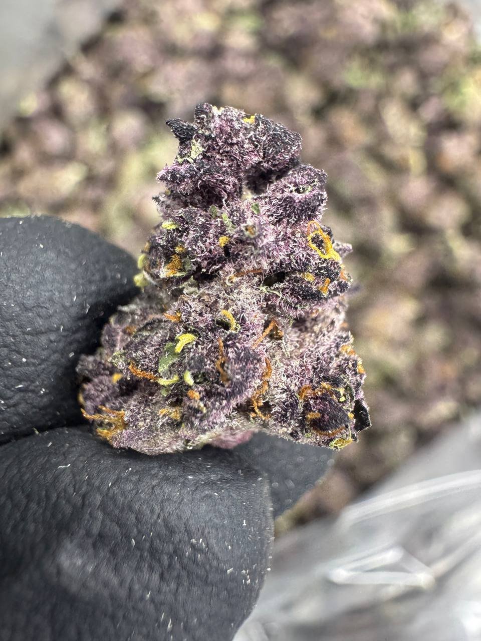 Tropicana Cherry – Bulk THCA Flower (Indoor Pounds) 1 Tropicana Cherry – Bulk THCA Flower (Indoor Pounds)
