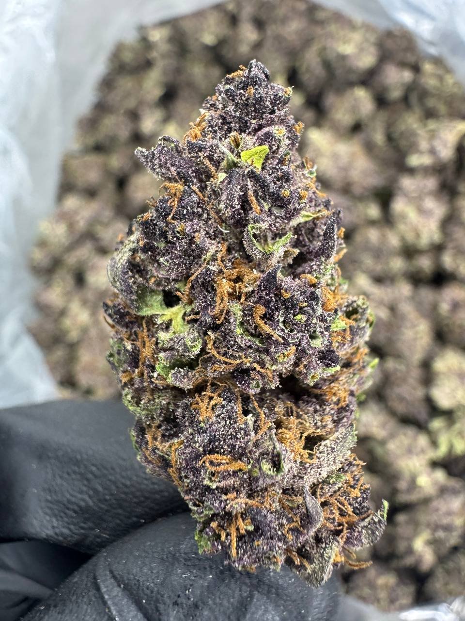 Tropicana Cherry – Bulk THCA Flower (Greenhouse Pounds) 1 Tropicana Cherry – Bulk THCA Flower (Greenhouse Pounds)