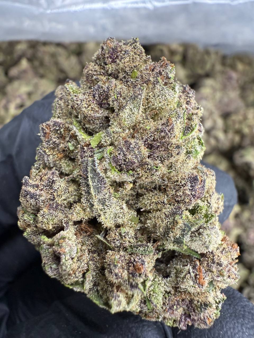 Tropicana Cookies – Bulk THCA Flower 1 Tropicana Cookies – Bulk THCA Flower