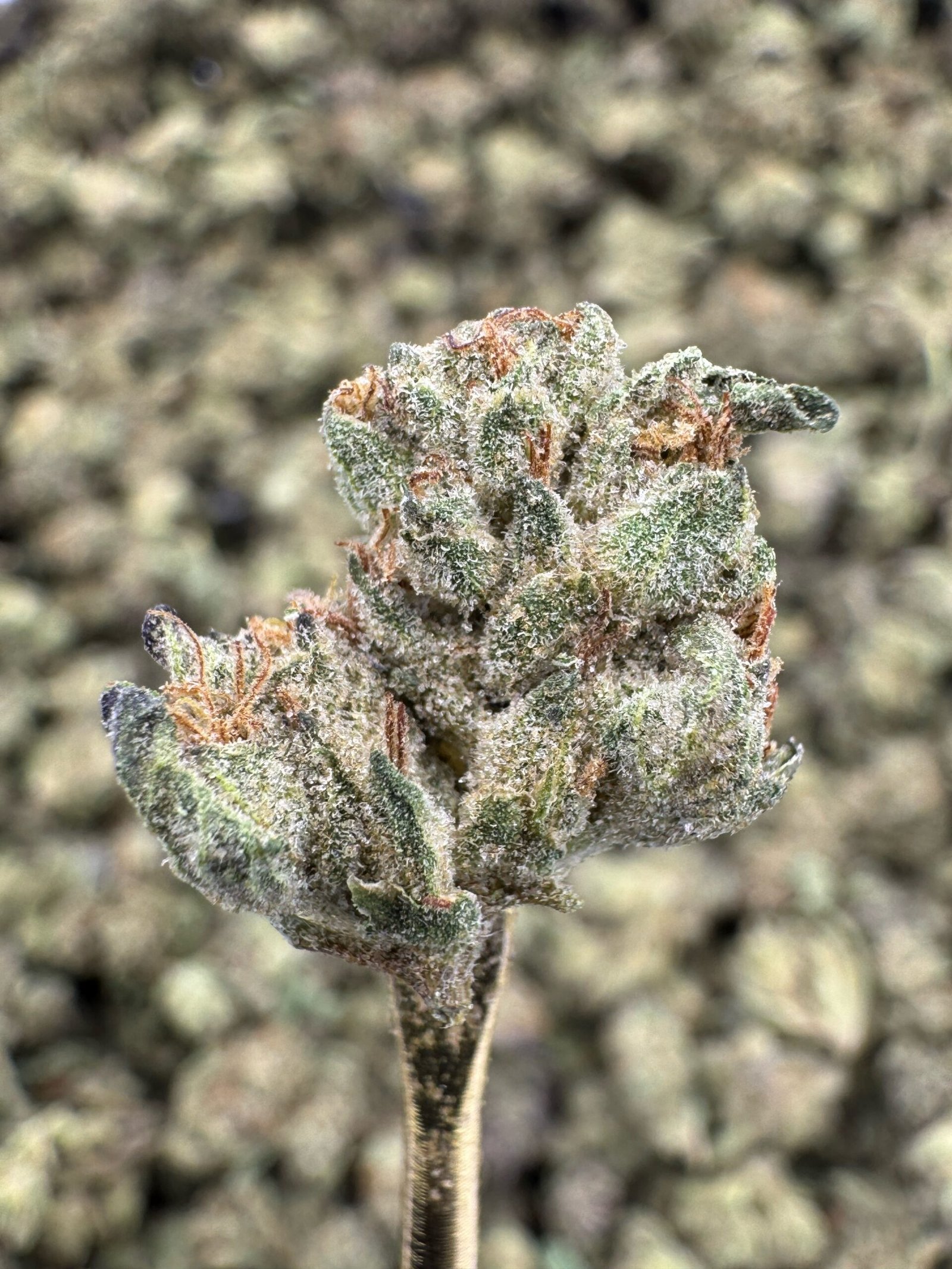 Wedding Cake – Bulk THCA Flower (Greenhouse Pounds) 1 Wedding Cake – Bulk THCA Flower (Greenhouse Pounds)