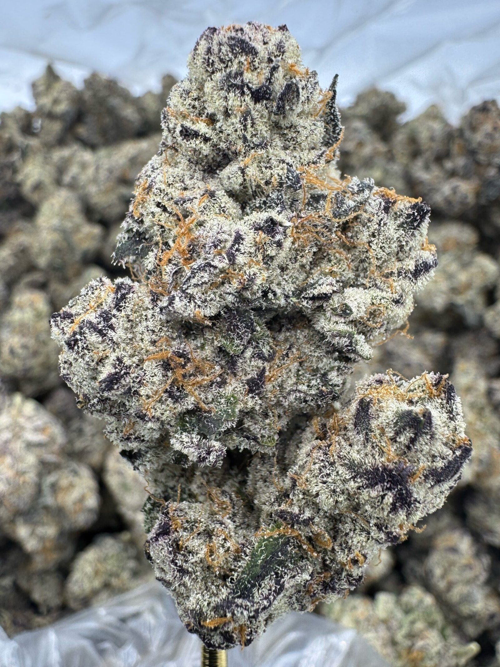 White Chocolate Chip – Bulk THCA Flower (Indoor Pounds) 1 White Chocolate Chip – Bulk THCA Flower (Indoor Pounds)