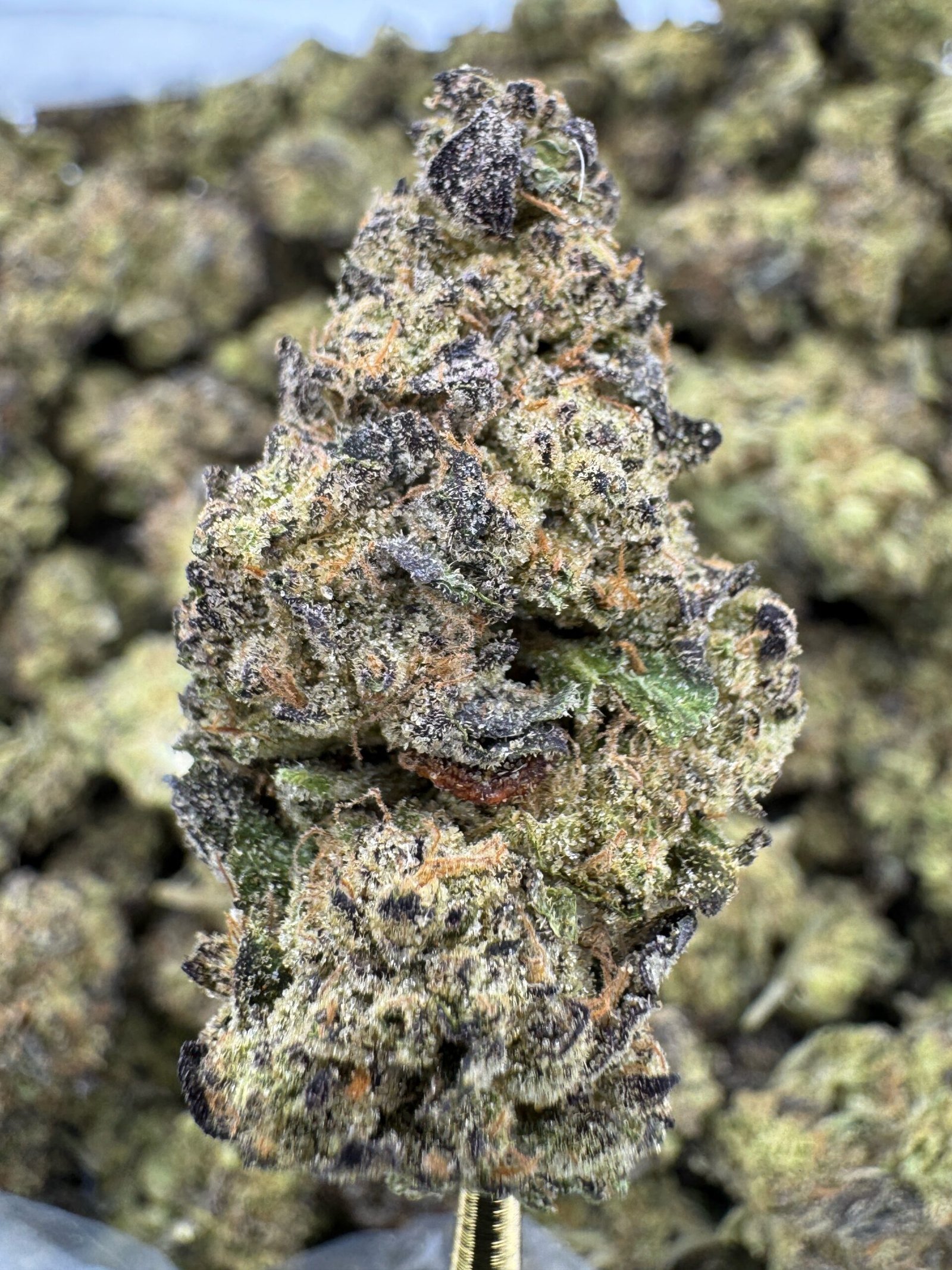 White Gelato – Bulk THCA Flower (Indoor Pounds) 1 White Gelato – Bulk THCA Flower (Indoor Pounds)