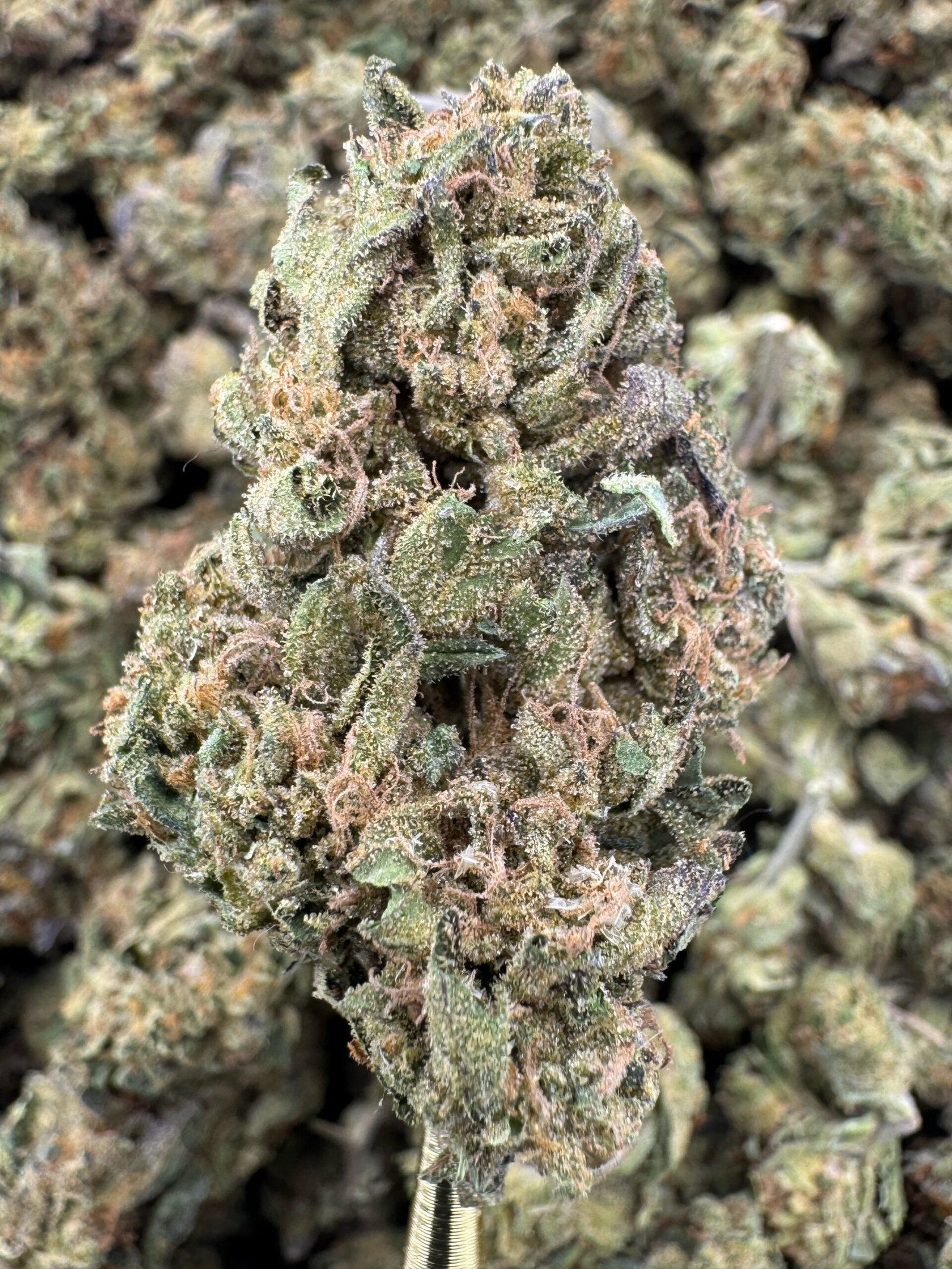 White Truffle – Bulk THCA Flower (Sungrown Pounds) 1 White Truffle – Bulk THCA Flower (Sungrown Pounds)
