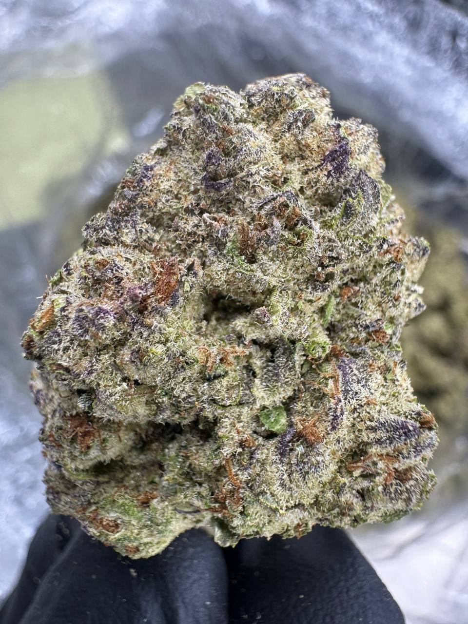 White Truffle – Bulk THCA Flower (Greenhouse Pounds) 1 White Truffle – Bulk THCA Flower (Greenhouse Pounds)