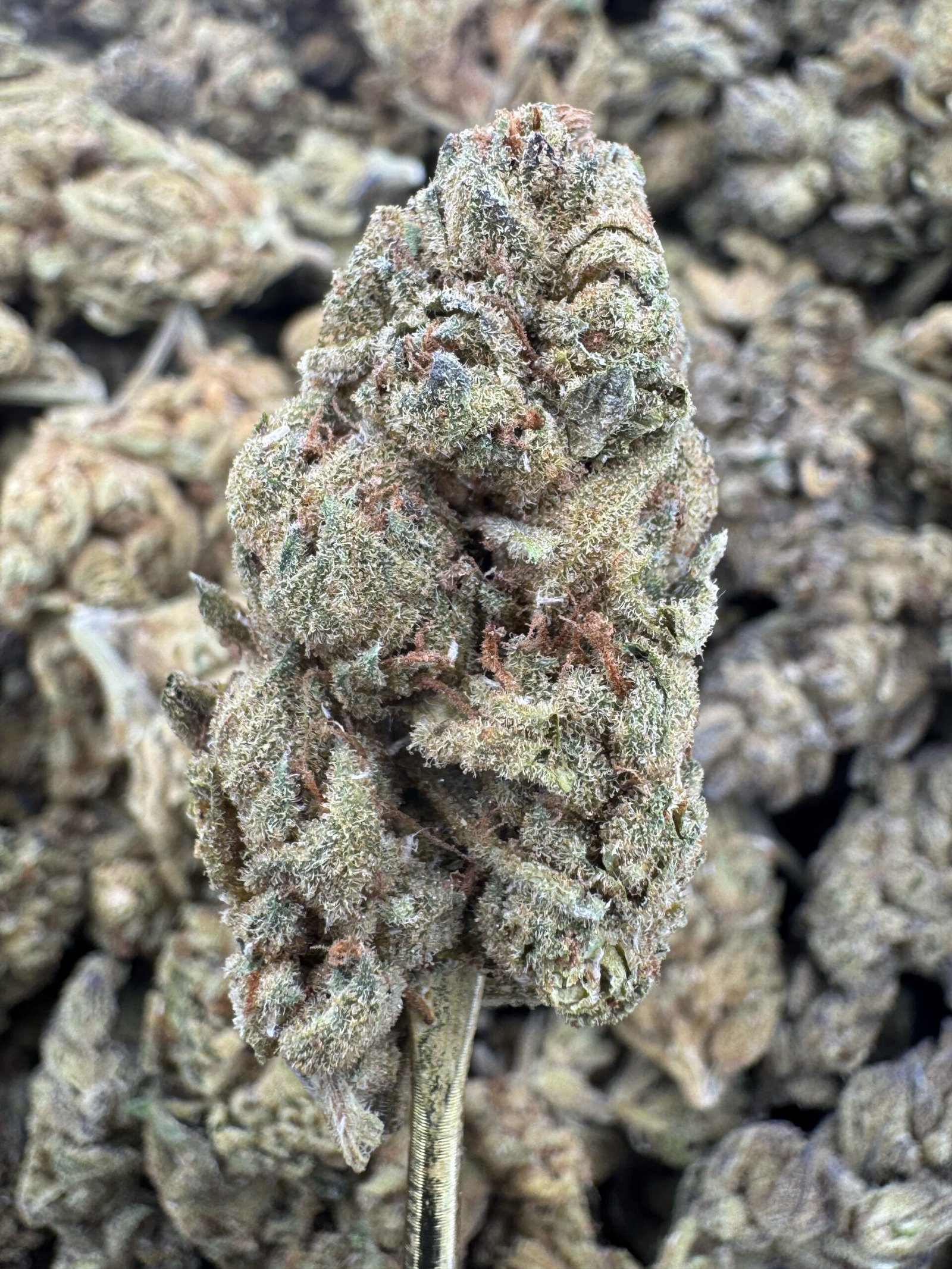 Zoap – Bulk THCA Flower (Sungrown Pounds) 1 Zoap – Bulk THCA Flower (Sungrown Pounds)